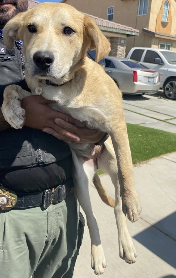 A baby medium-sized female Shepherd dog named Rose for adoption in Victorville, CA