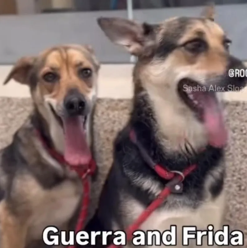 Frida & Guerra Bonded thumbnail 2
