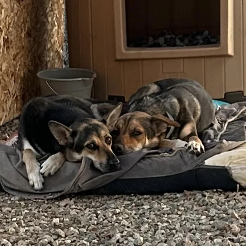 Frida & Guerra Bonded