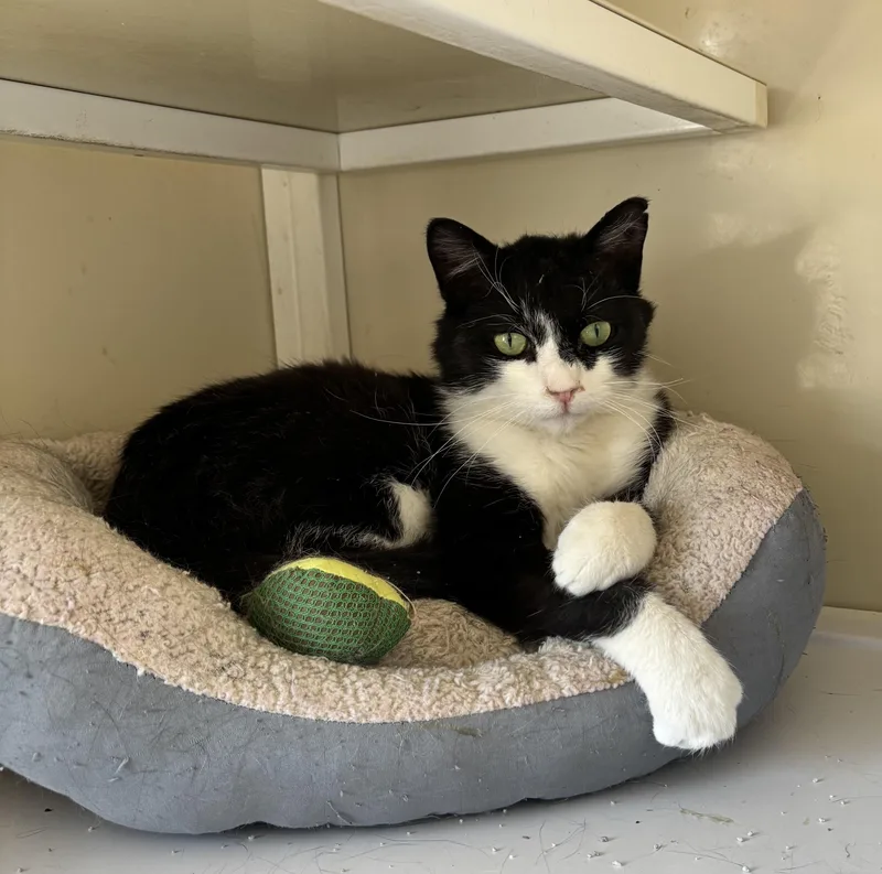 A young medium-sized male Black & White / Tuxedo Domestic Short Hair cat named Felix for adoption in White Cloud, MI