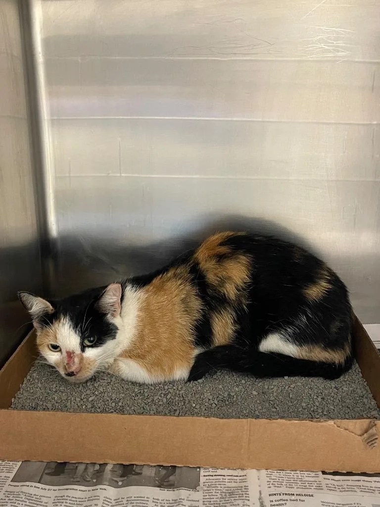 A young small-sized female Calico cat named Tigris for adoption in Belton, TX