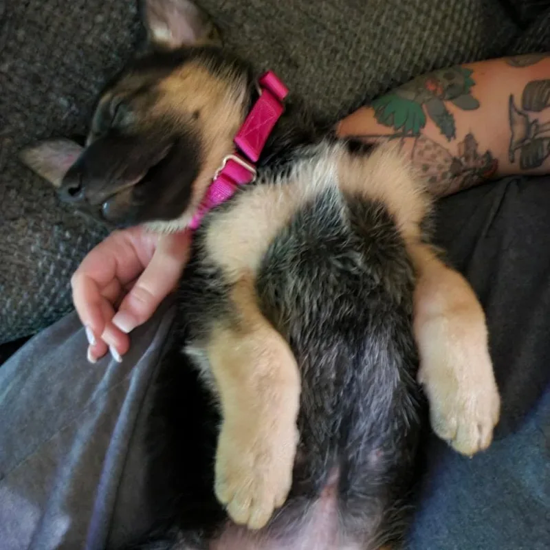 A baby small-sized female Brown / Chocolate German Shepherd Dog dog named Winnie for adoption in Farmersville, OH