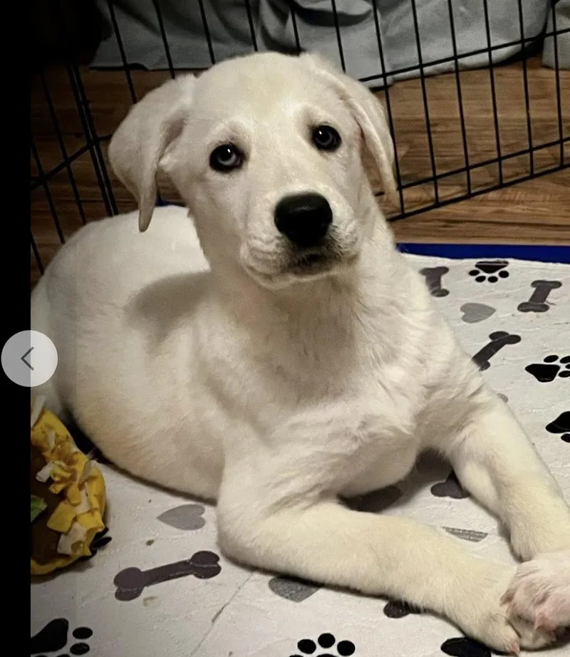 Avalanche thumbnail 2