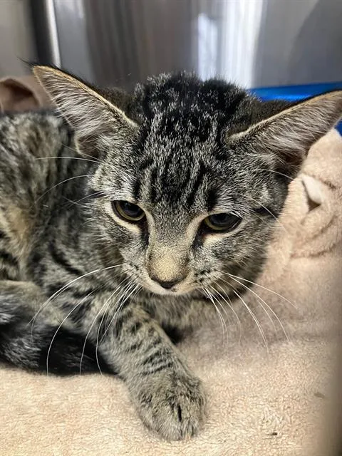 A baby small-sized female Domestic Short Hair cat named Flauta for adoption in Dallas, TX