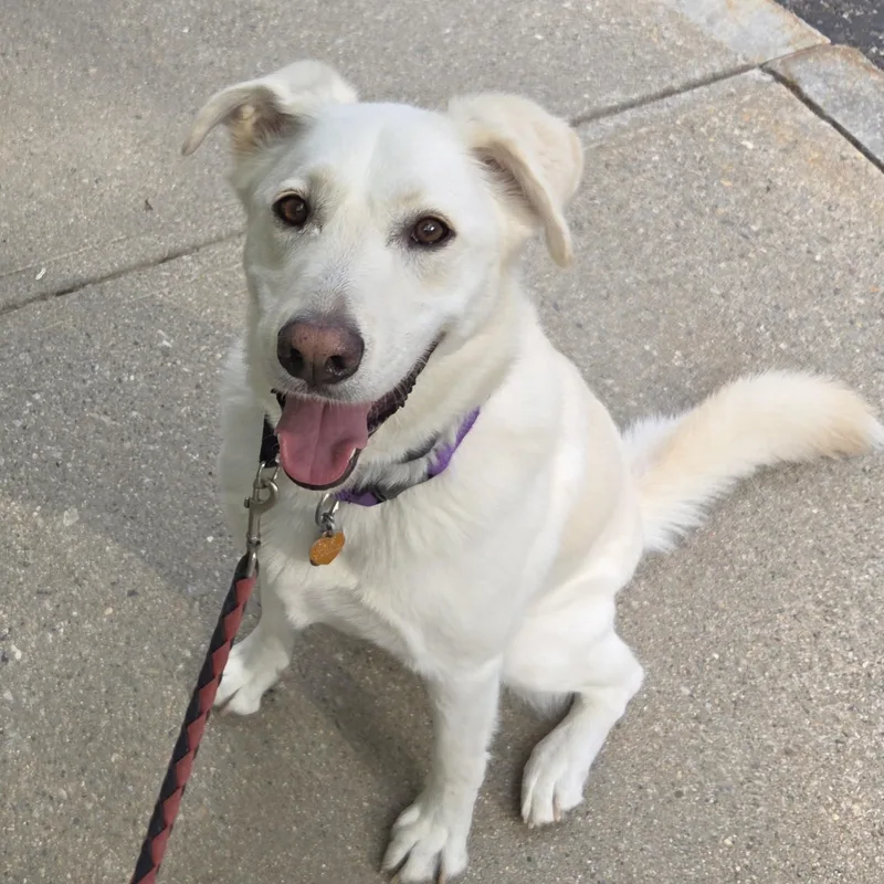 An adult large-sized male White / Cream Labrador Retriever dog named Cooper for adoption in New Canaan, CT