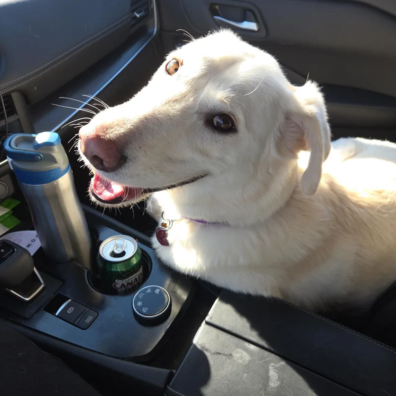 Cooper thumbnail 5