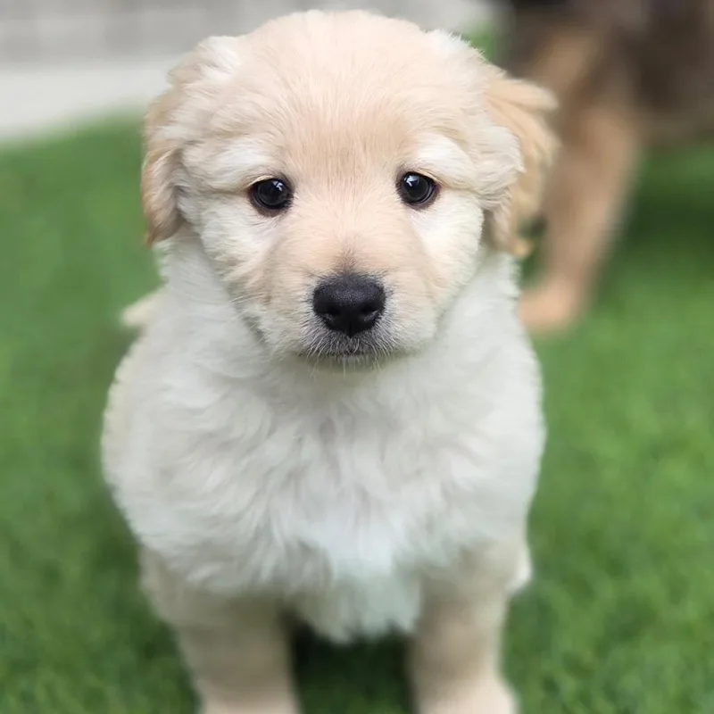 A baby small-sized male Yellow / Tan / Blond / Fawn Terrier dog named Eros for adoption in San Diego, CA
