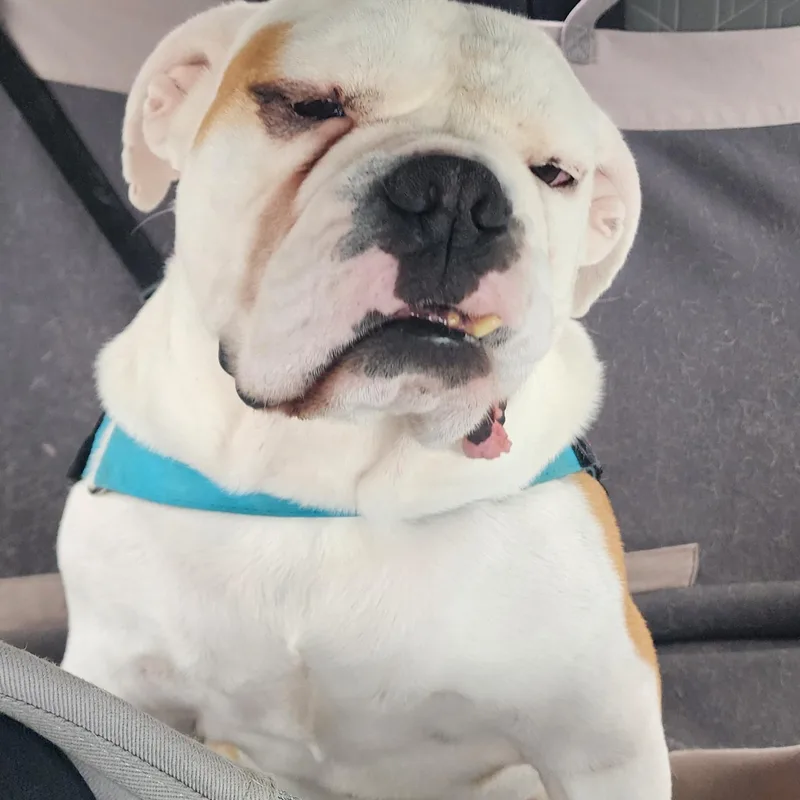 Harvey thumbnail 2