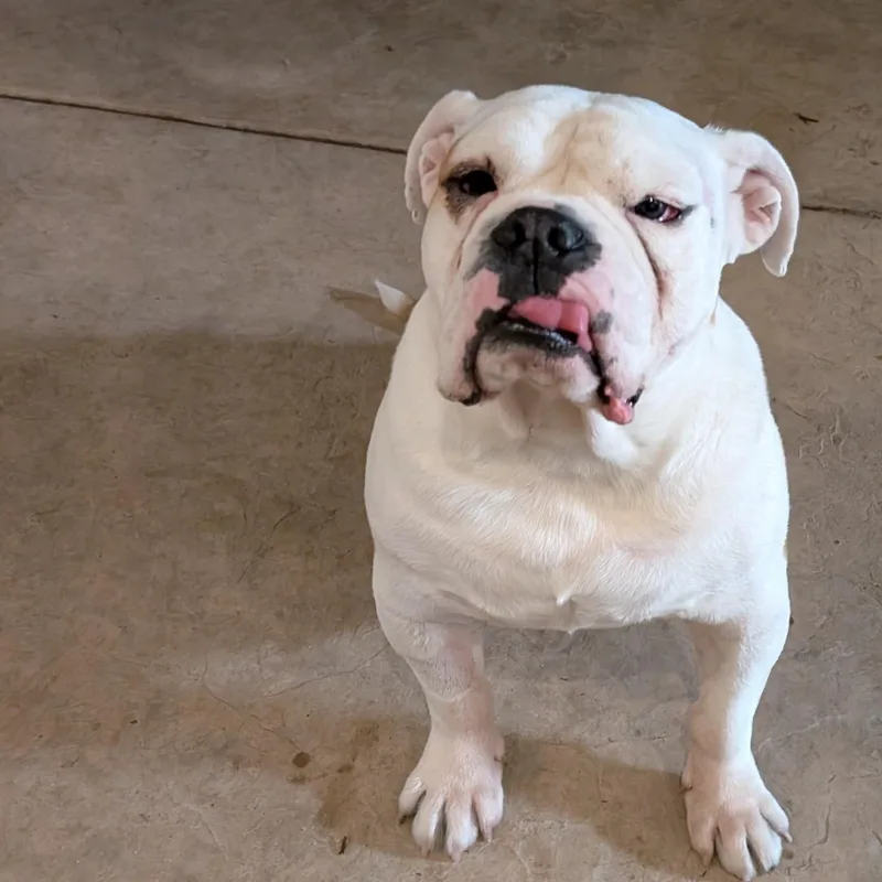 Harvey thumbnail 4