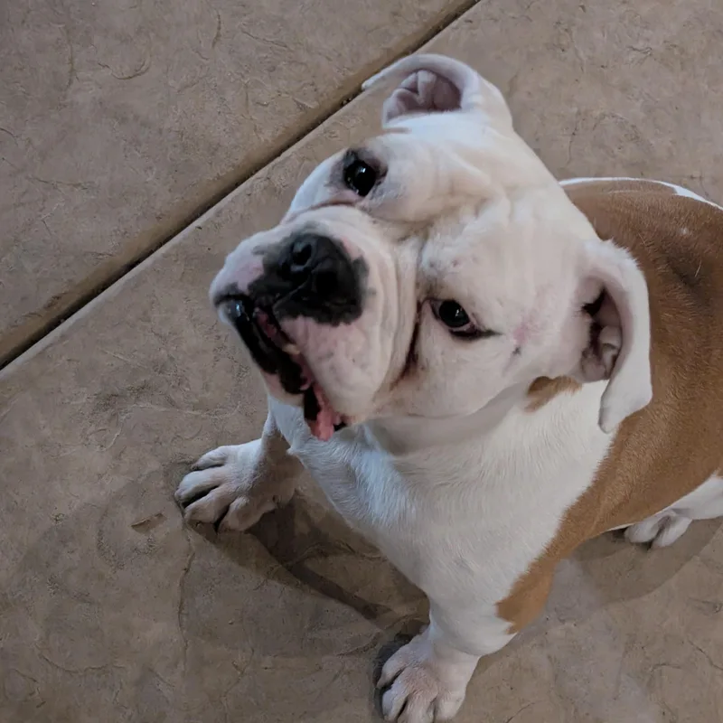 Harvey thumbnail 5