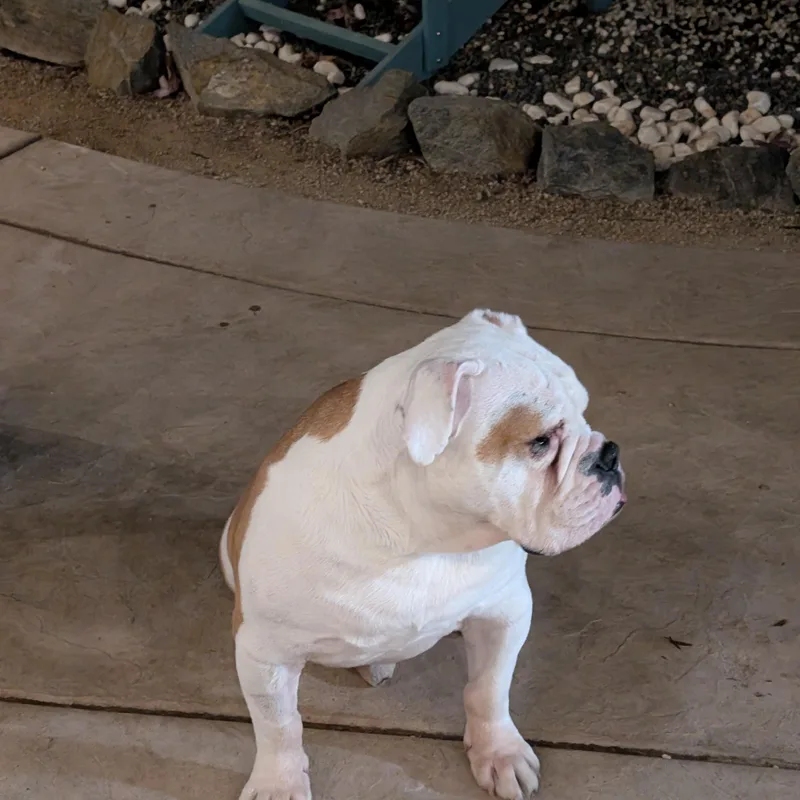 Harvey thumbnail 6