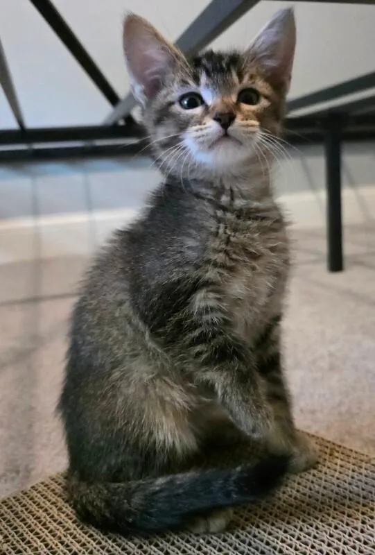 A baby medium-sized male Domestic Short Hair cat named Tate for adoption in Saint Charles, MO