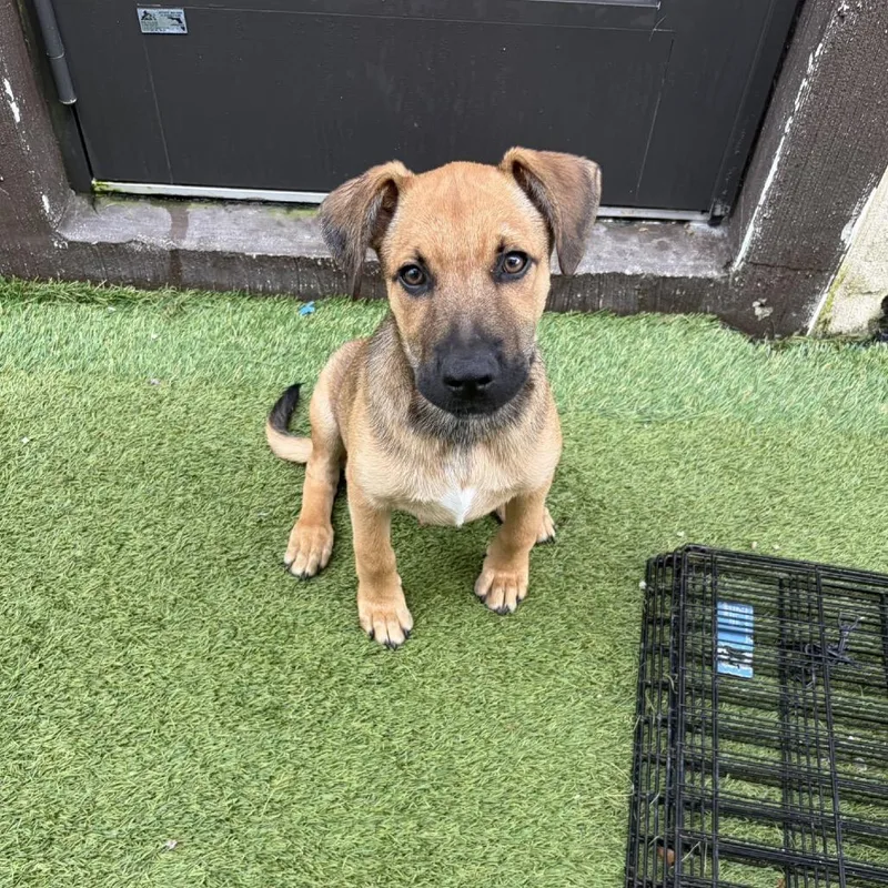 A young medium-sized male Black Mixed Breed dog named Bear for adoption in LOXAHATCHEE, FL