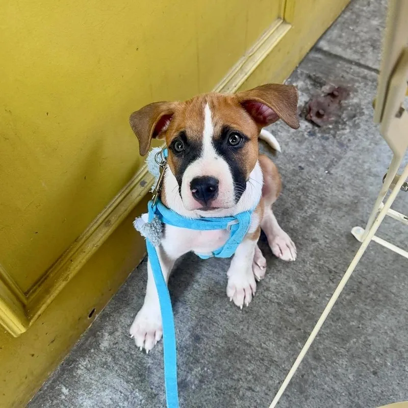 A baby medium-sized male Tricolor (Brown, Black, & White) Retriever dog named Andre for adoption in Valley Stream, NY