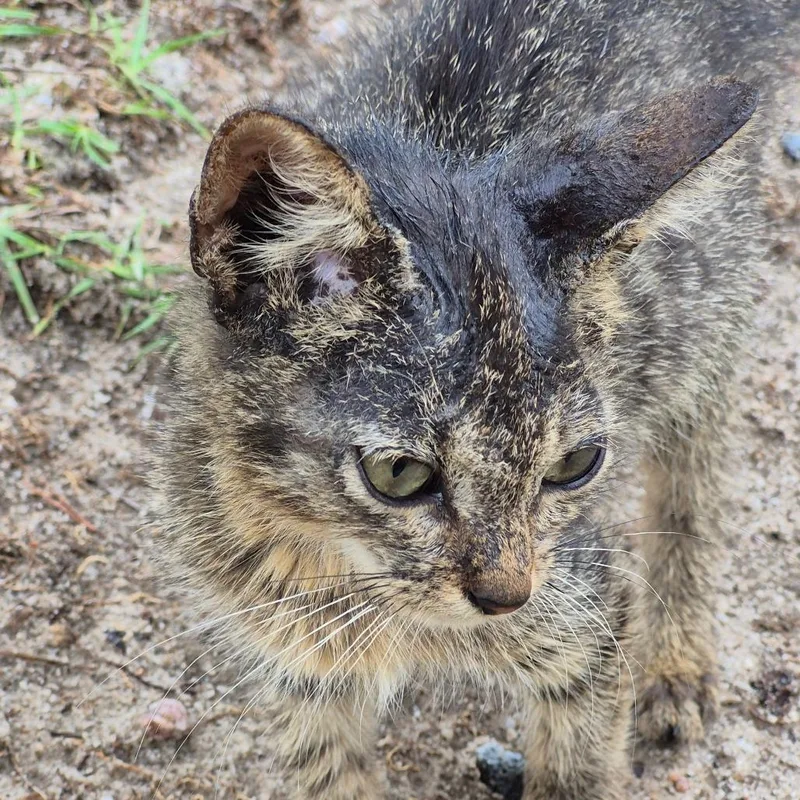 A baby small-sized female Brown / Chocolate Domestic Short Hair cat named YoYo for adoption in Columbus, GA