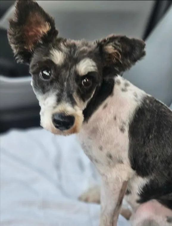 A young small-sized female Schnauzer dog named Eloise In La for adoption in Cranston, RI