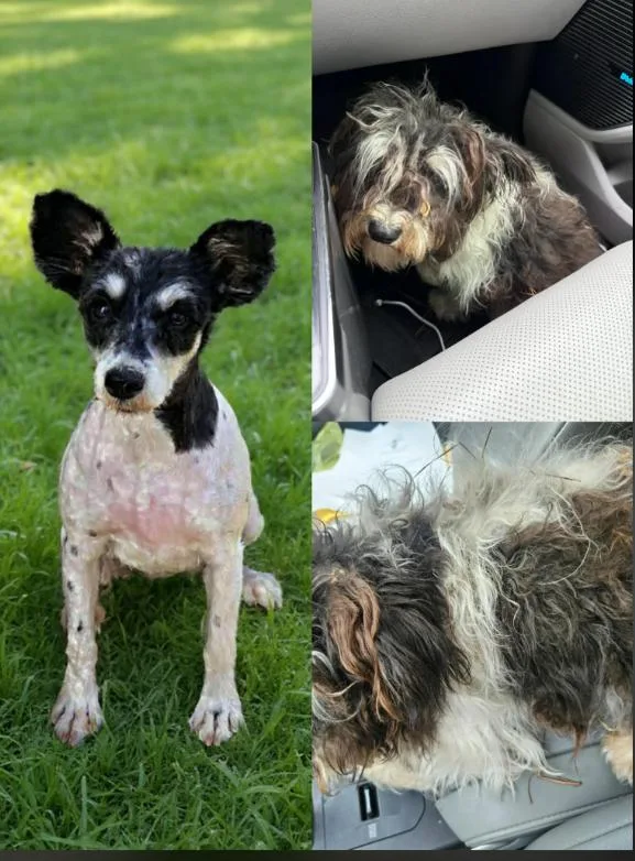 Eloise In La thumbnail 2