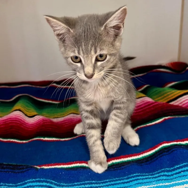 A baby small-sized female Gray / Blue / Silver Domestic Short Hair cat named Pringle for adoption in Hawthorne, CA