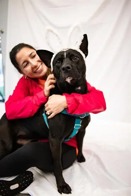 An adult large-sized male Mixed Breed dog named Jackie for adoption in Dallas, TX
