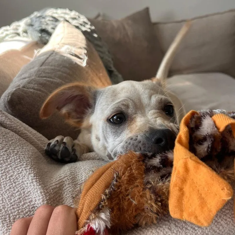 A baby small-sized female Apricot / Beige Shar-Pei dog named Sasha for adoption in San Diego, CA