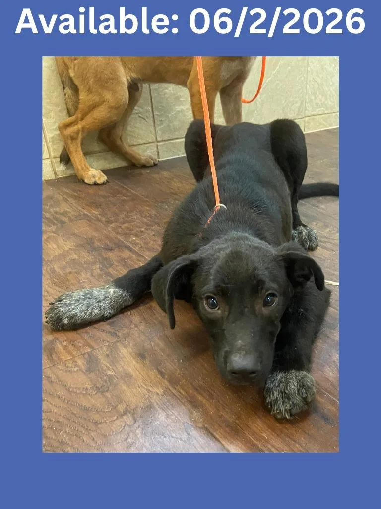 A baby medium-sized male Australian Cattle Dog / Blue Heeler dog named Dog Kennel  Pebbles for adoption in Greenville, TX
