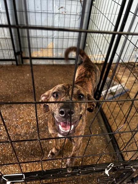 A young medium-sized male Pit Bull Terrier dog named Pongo for adoption in Mobile, AL