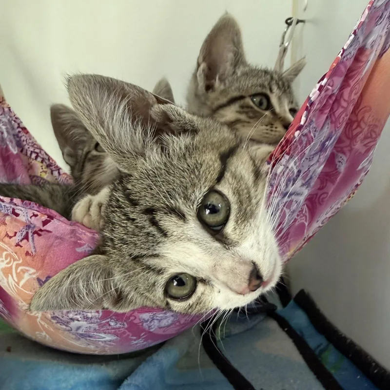 A baby small-sized female Domestic Short Hair cat named Baguette for adoption in Oakland, CA