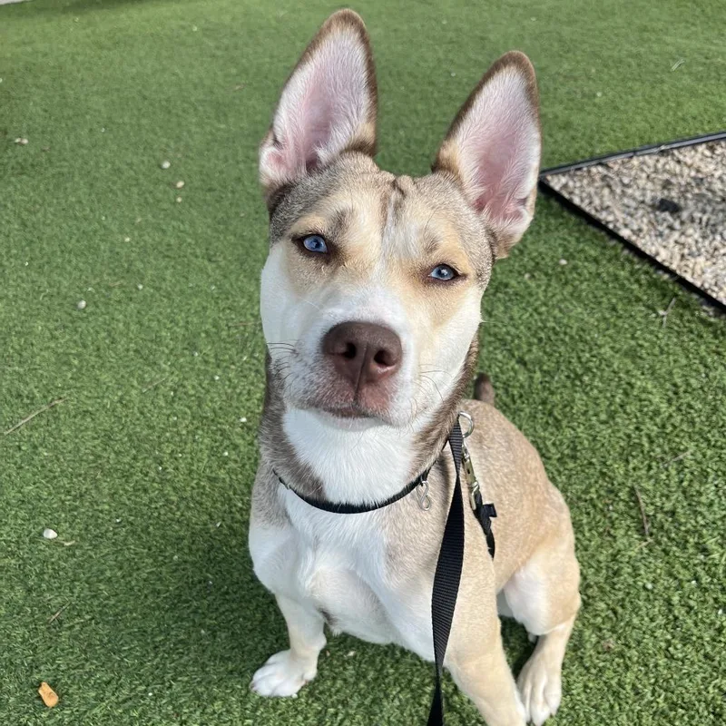 An adult medium-sized female Mixed Breed dog named Faline for adoption in Chicago, IL