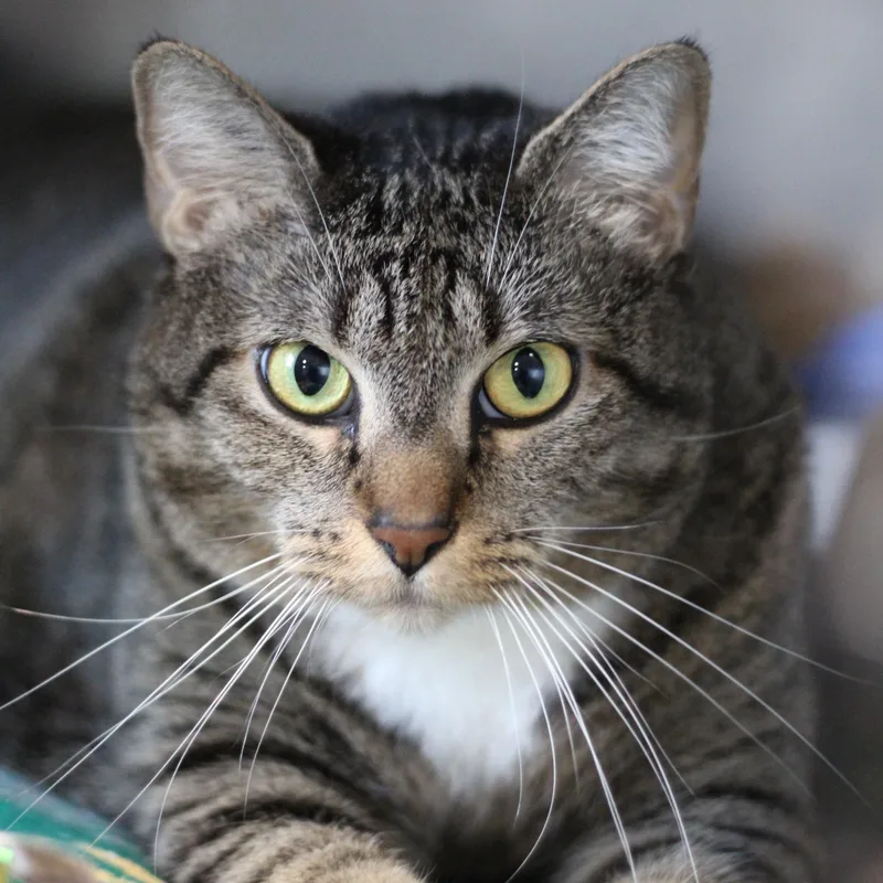 An adult extra large-sized female Tabby (Brown / Chocolate) Domestic Short Hair cat named Stella for adoption in Ottumwa, IA