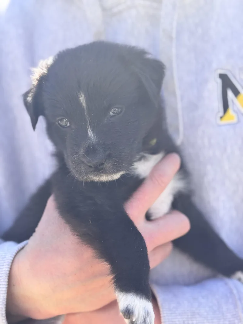 Twig Skates ~ Local thumbnail 2