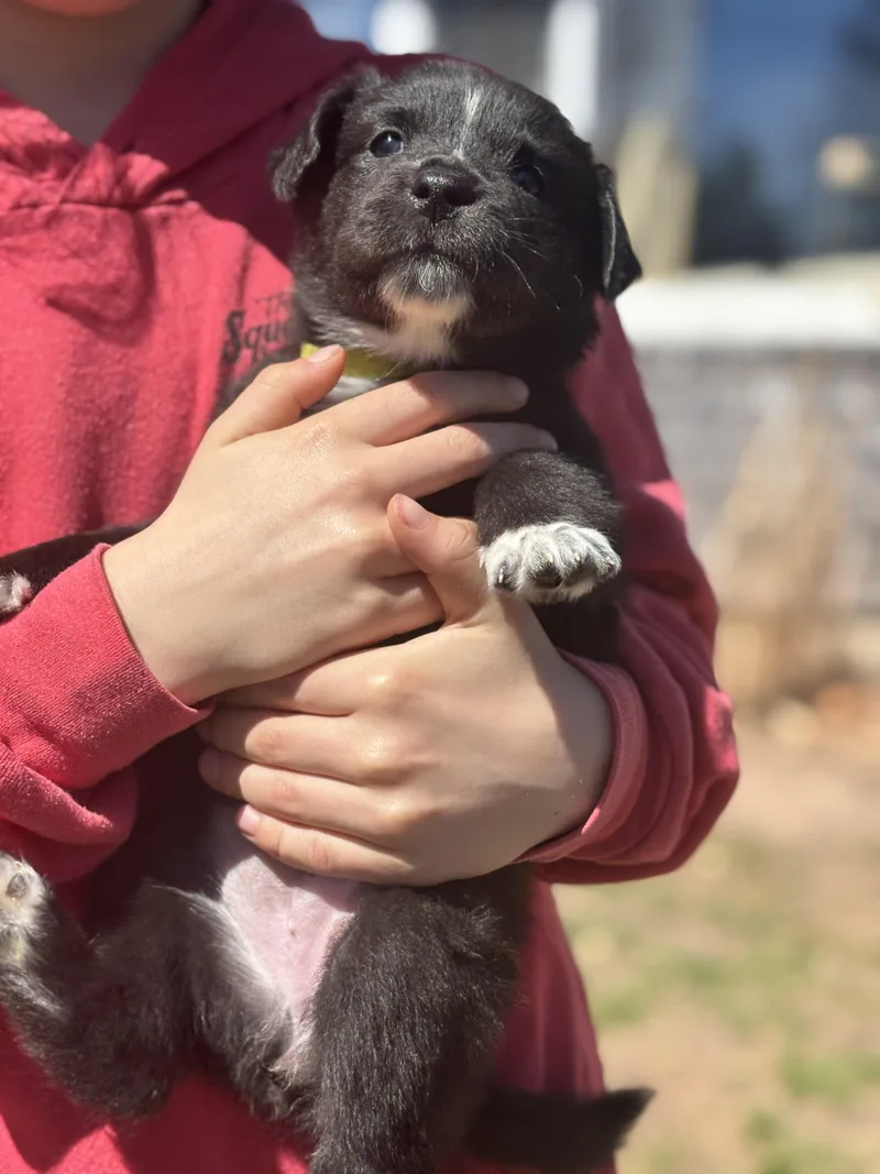 Twig Skates ~ Local thumbnail 3