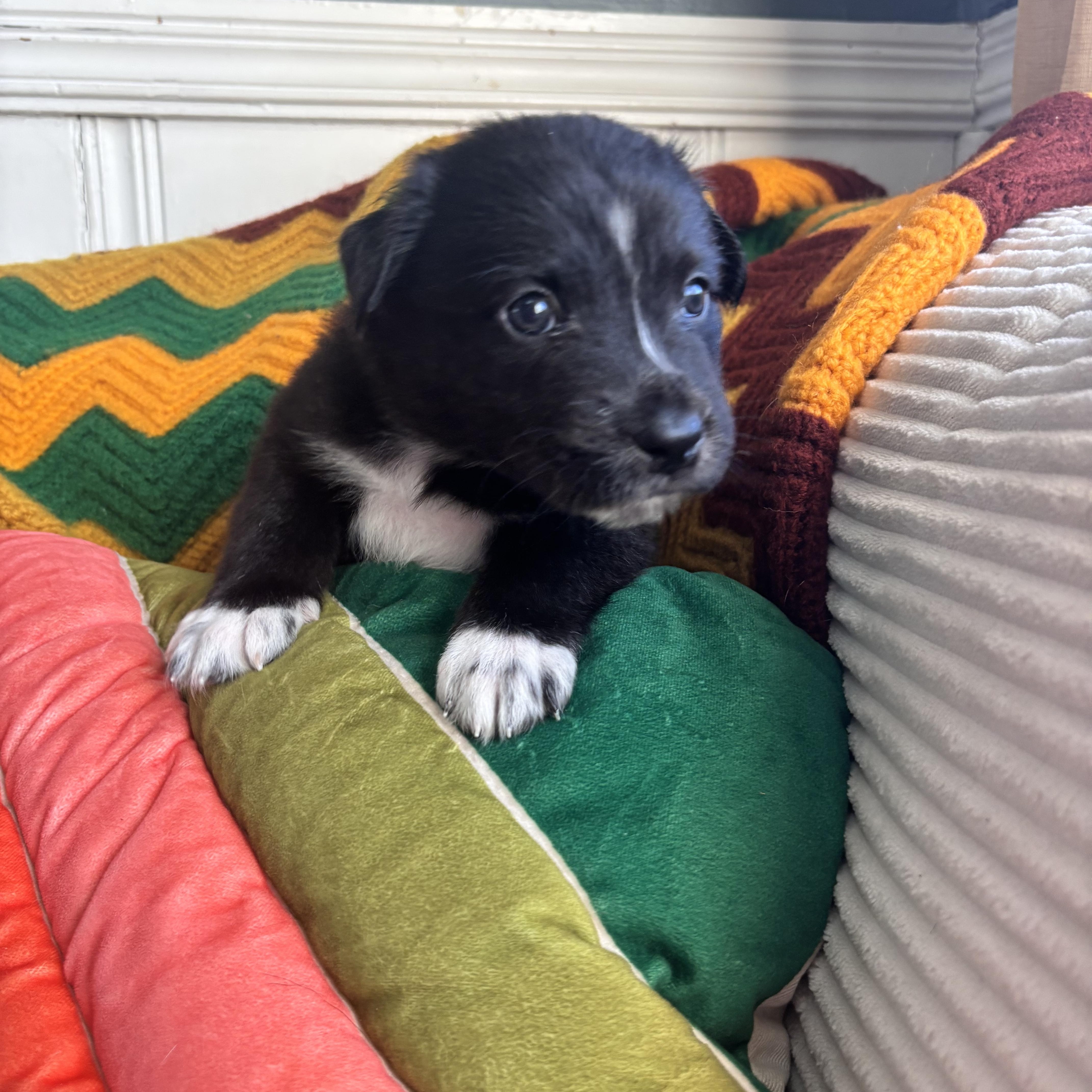 Twig Skates ~ Local thumbnail 4