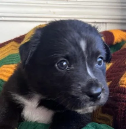 A baby medium-sized female Black Black Labrador Retriever dog named Twig Skates ~ Local for adoption in Andover, MA