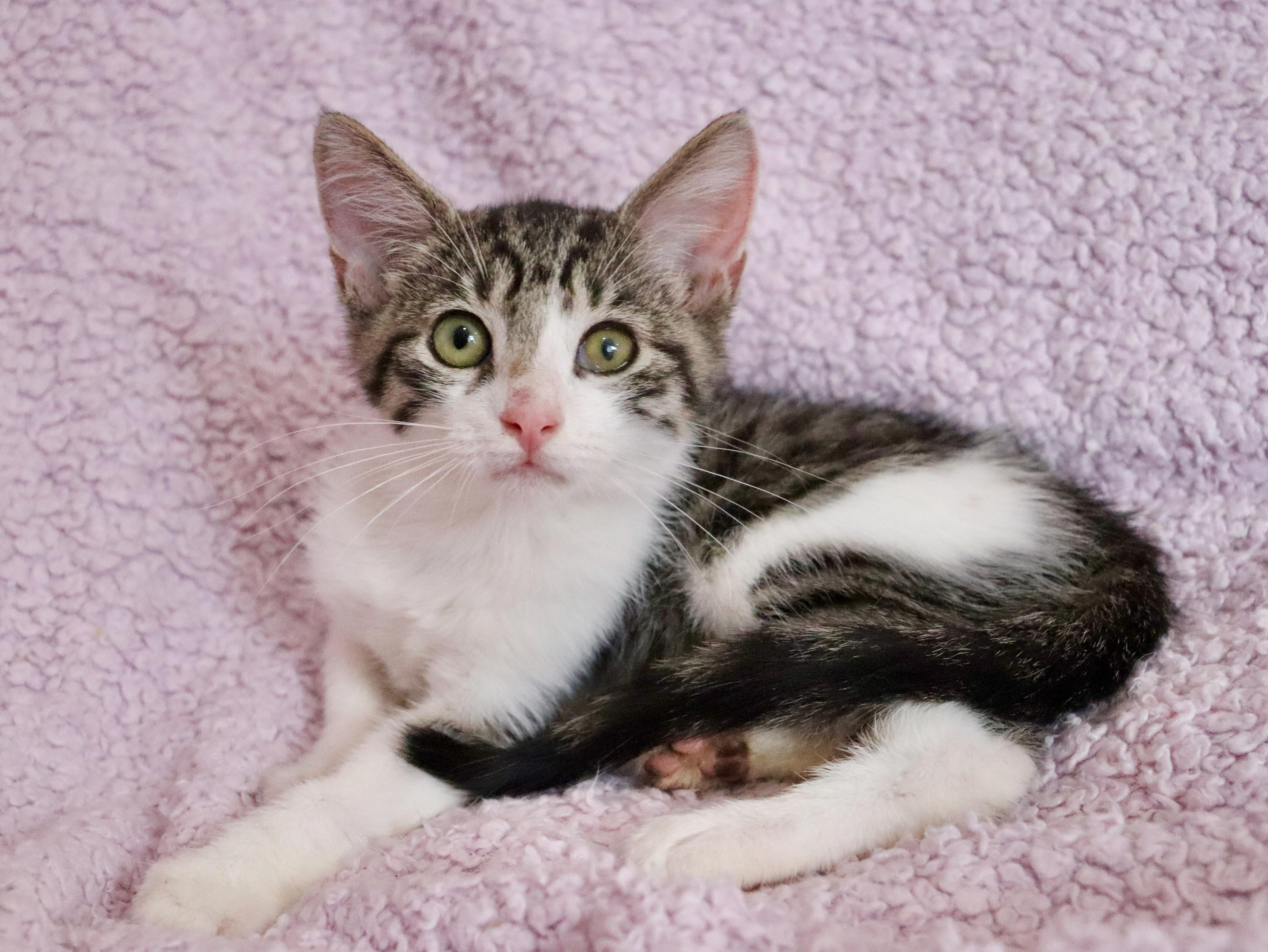 A baby medium-sized female Tabby (Brown / Chocolate) Tabby cat named Maggie for adoption in Saint Augustine, FL