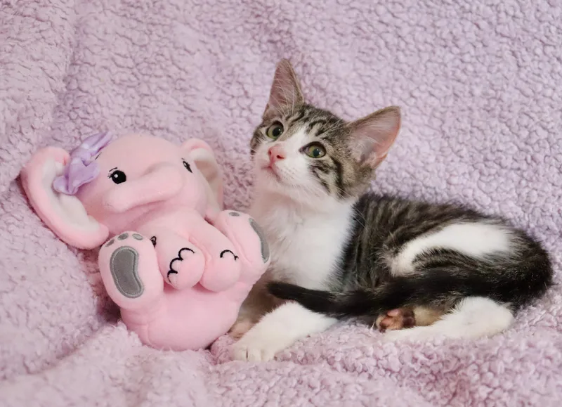 Maggie thumbnail 2