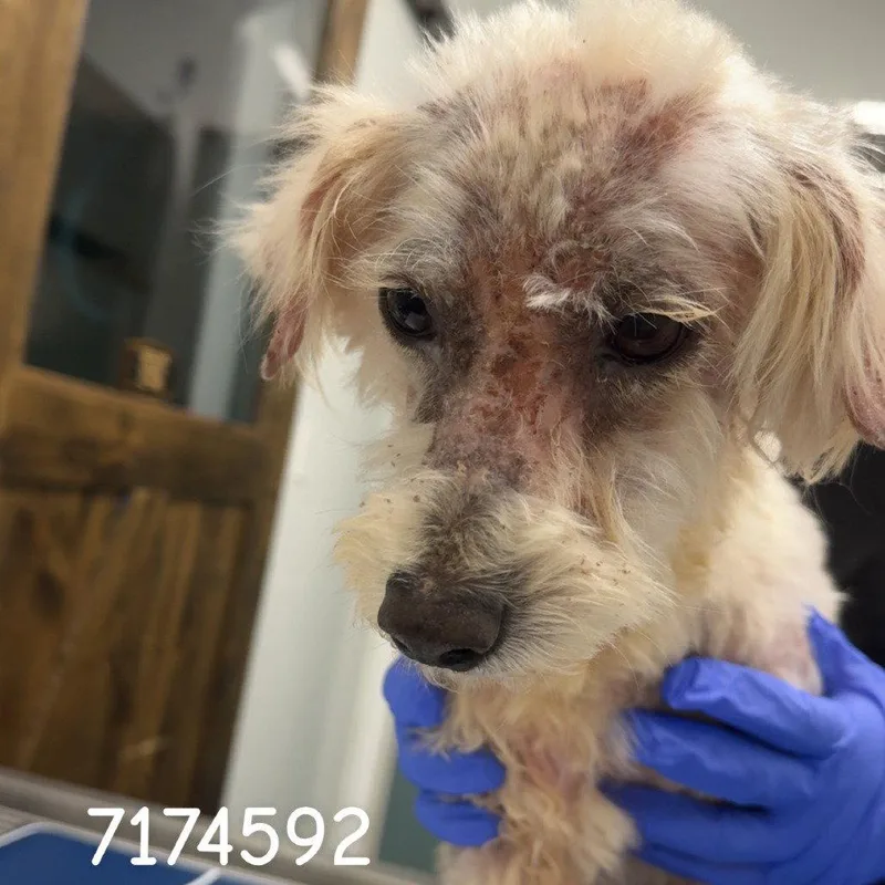 An adult small-sized male Fox Terrier dog named Bongo for adoption in Chico, CA