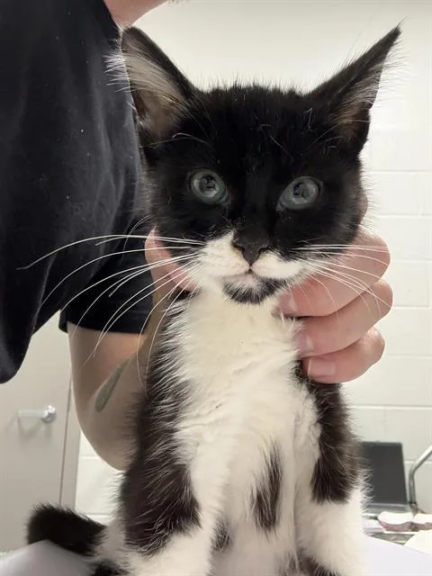 A baby small-sized male Domestic Short Hair cat named Dengar for adoption in Indianapolis, IN