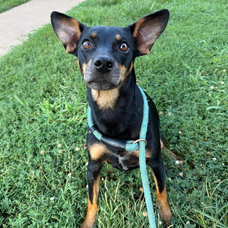 A young medium-sized female Black Miniature Pinscher dog named Cynthia Rose for adoption in Stillwater, OK