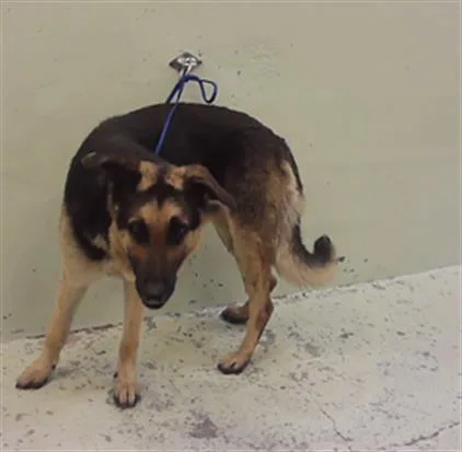 An adult large-sized male German Shepherd Dog dog named Gunner for adoption in Houston, TX