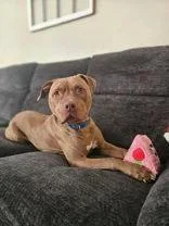 An adult large-sized male Pit Bull Terrier dog named Draco for adoption in Newport, KY
