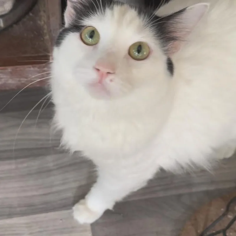 A young small-sized female White Domestic Medium Hair cat named Sprinkle for adoption in Volcano, HI