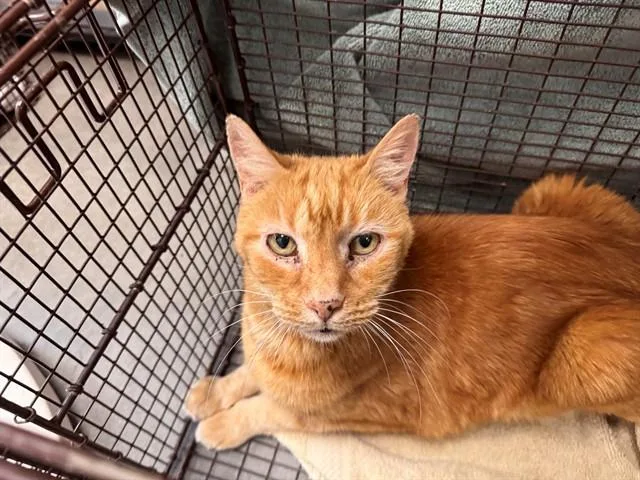 A senior small-sized male Domestic Short Hair cat named Arnold for adoption in Tucson, AZ