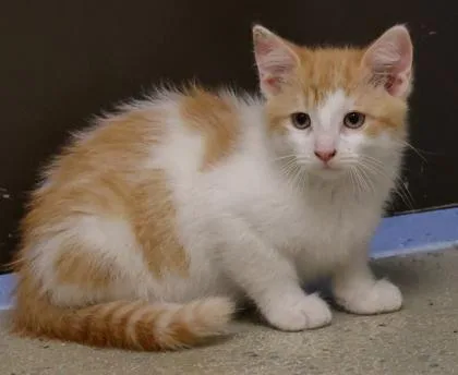 A baby small-sized male Domestic Long Hair cat named Fez for adoption in Verona, WI