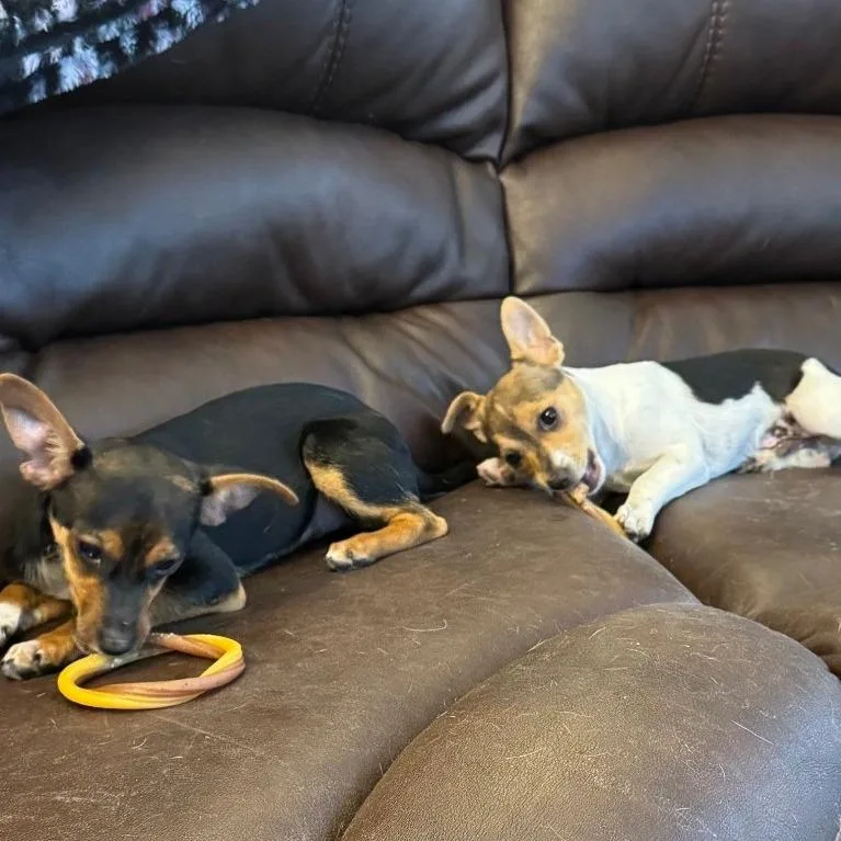 A baby small-sized male Miniature Pinscher dog named Prancer for adoption in North Las Vegas, NV