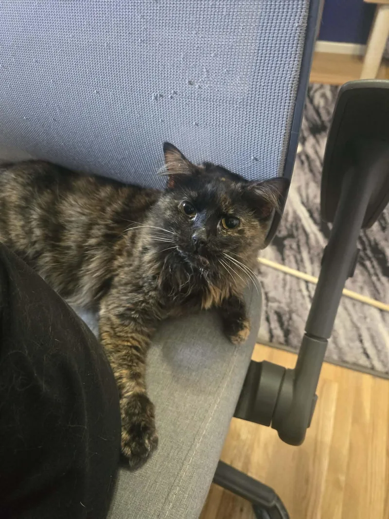 A young medium-sized female Tortoiseshell Domestic Long Hair cat named Poppy for adoption in West Richland, WA