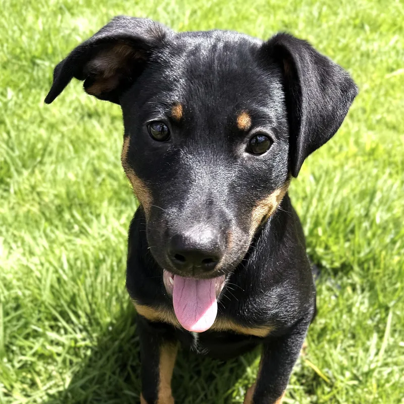 A baby medium-sized female Rottweiler dog named Kiki for adoption in Austin, TX