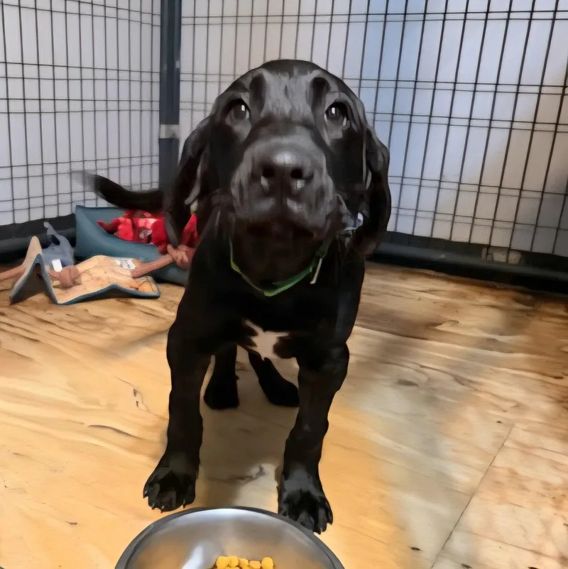 A baby medium-sized male Black Labrador Retriever dog named Messi for adoption in Gun Barrel City, TX
