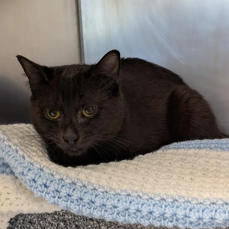 An adult medium-sized male Black Domestic Short Hair cat named Bradford for adoption in Birdsboro, PA