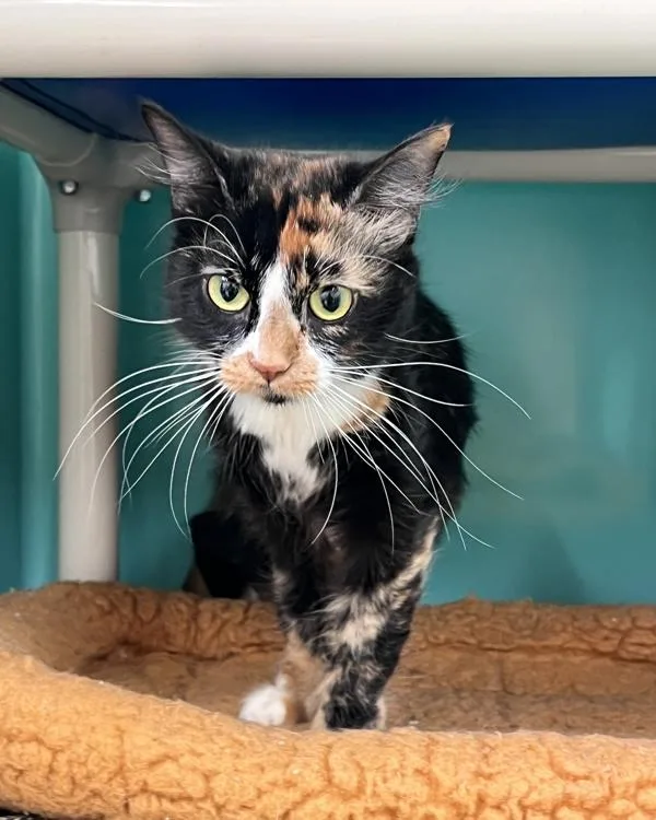 A young small-sized female Domestic Medium Hair cat named Marigold for adoption in Novato, CA