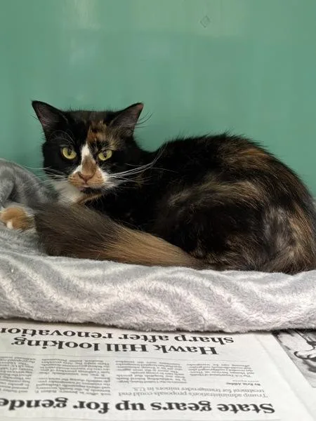 Marigold thumbnail 2